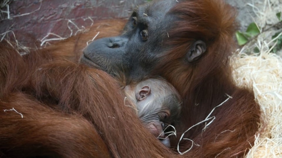 Čerstvě narozené mládě orangutana sumaterského